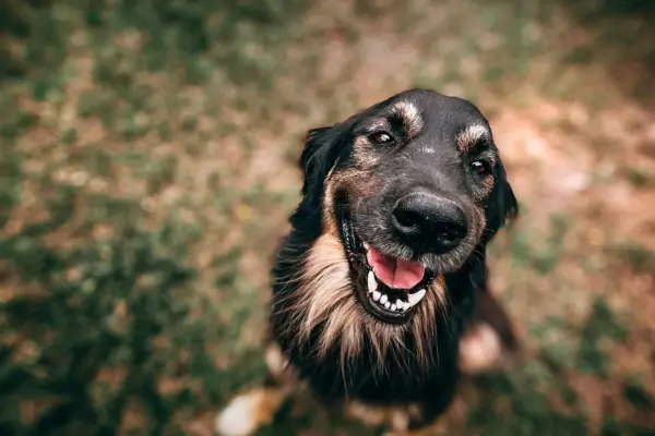 Acupuntura Veterinária: Como Funciona e Quais São as Condições Tratadas em Animais