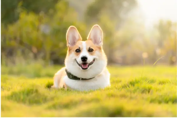 Terapias Alternativas para Animais: Escolhendo a Fisioterapia como Opção