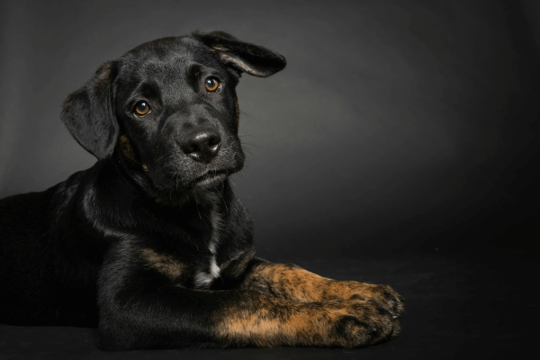 Os Principais Problemas de Saúde em Pets que Podem Ser Tratados com Quiropraxia