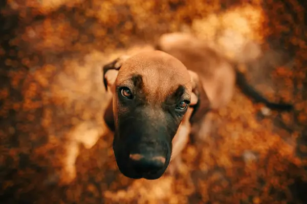 Origens e Evolução: A Fascinante Jornada da Fisioterapia para Pets