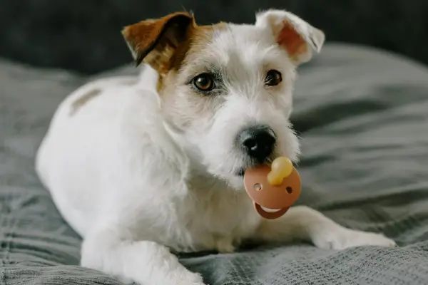 Creche para Cachorro: Tudo o Que Você Precisa Saber em 2024 para Cuidar do Seu Amigo de Quatro Patas